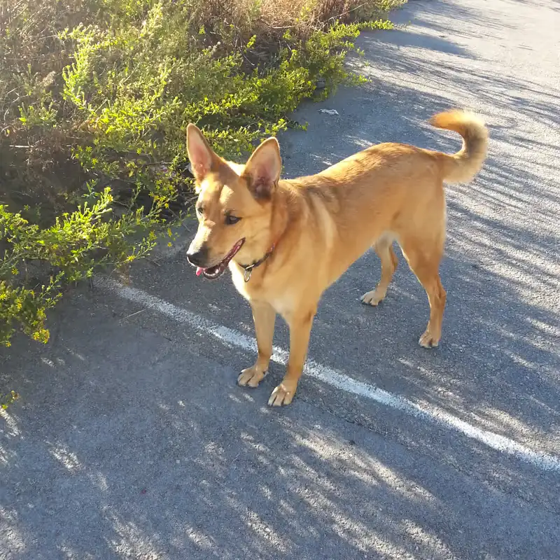 Adventure Dogs