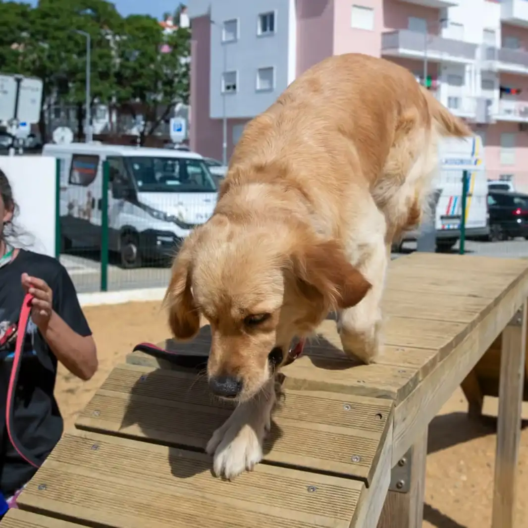 Golden retriever on an agility ramp with its trainer