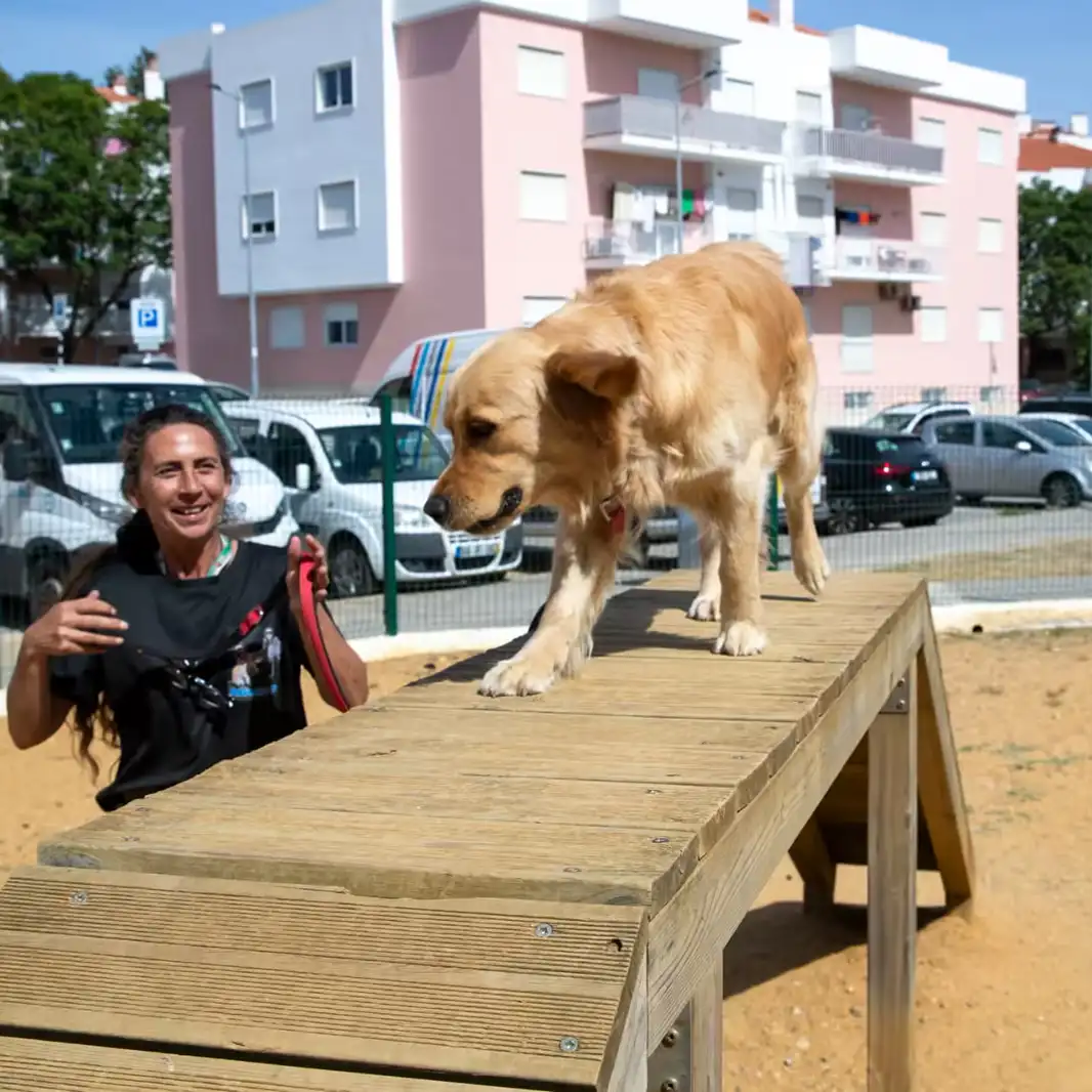 Golden retriever crossing an agility ramp