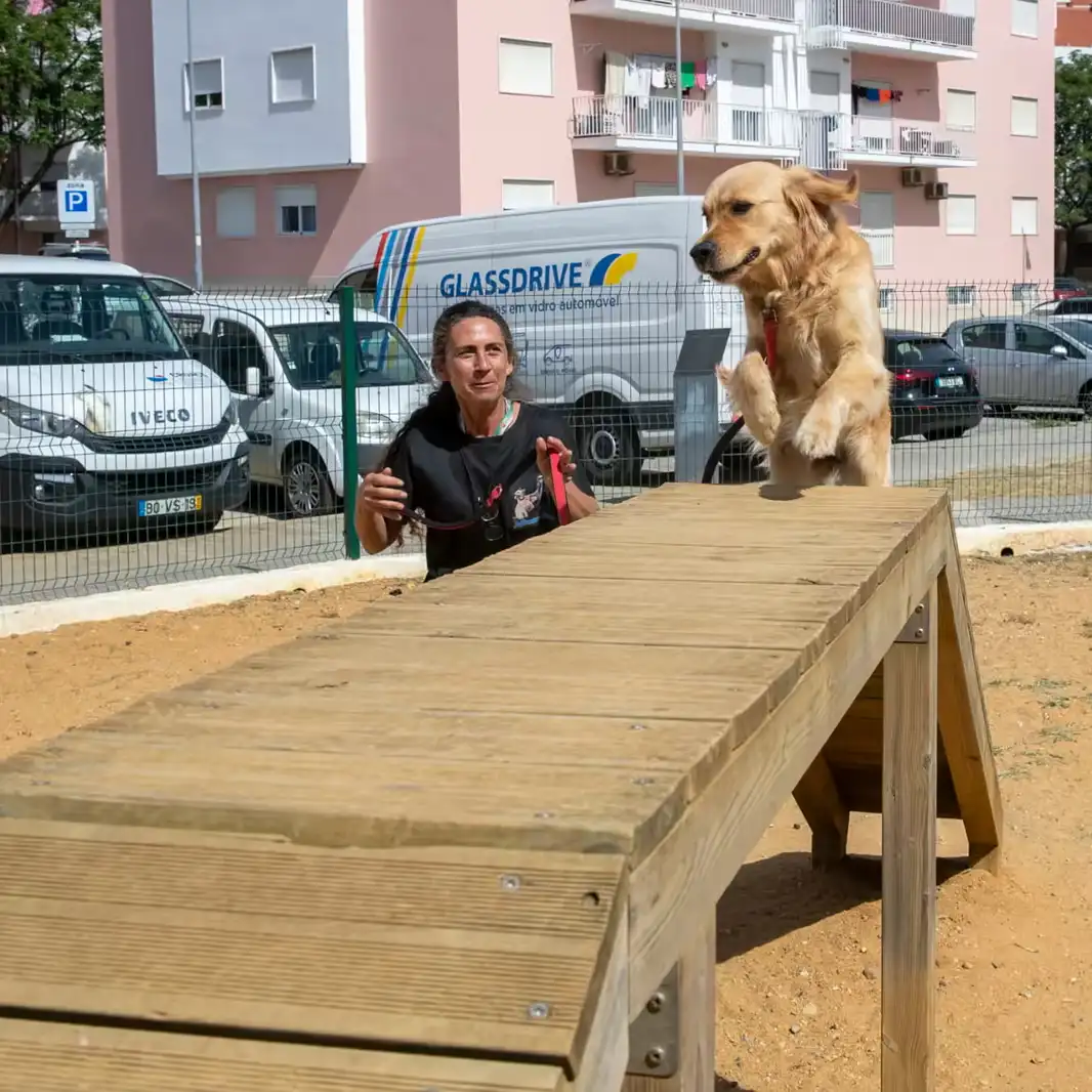 Golden retriever jumping onto an agility ramp