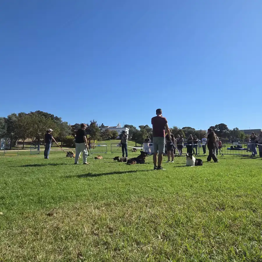 Group training session in the park