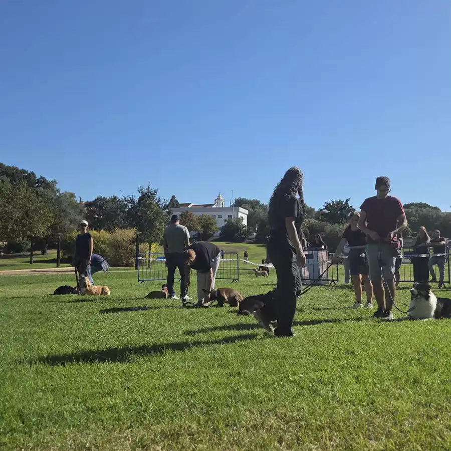 Dogs and owners during a group class