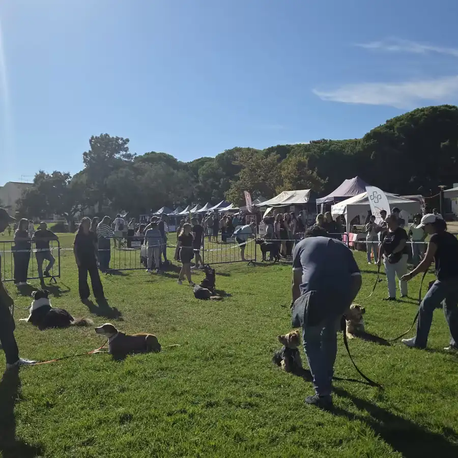 Group obedience training on the grass
